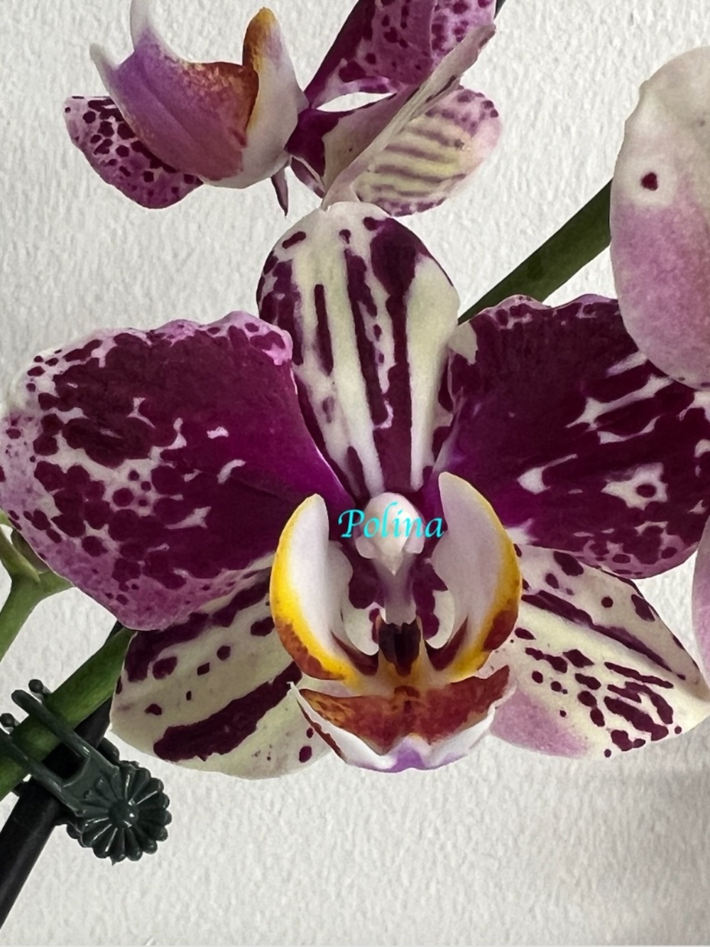 Phalaenopsis Orchid in bloom 'Dtps I-Hsin Fantastic World' - large blooms 2stems